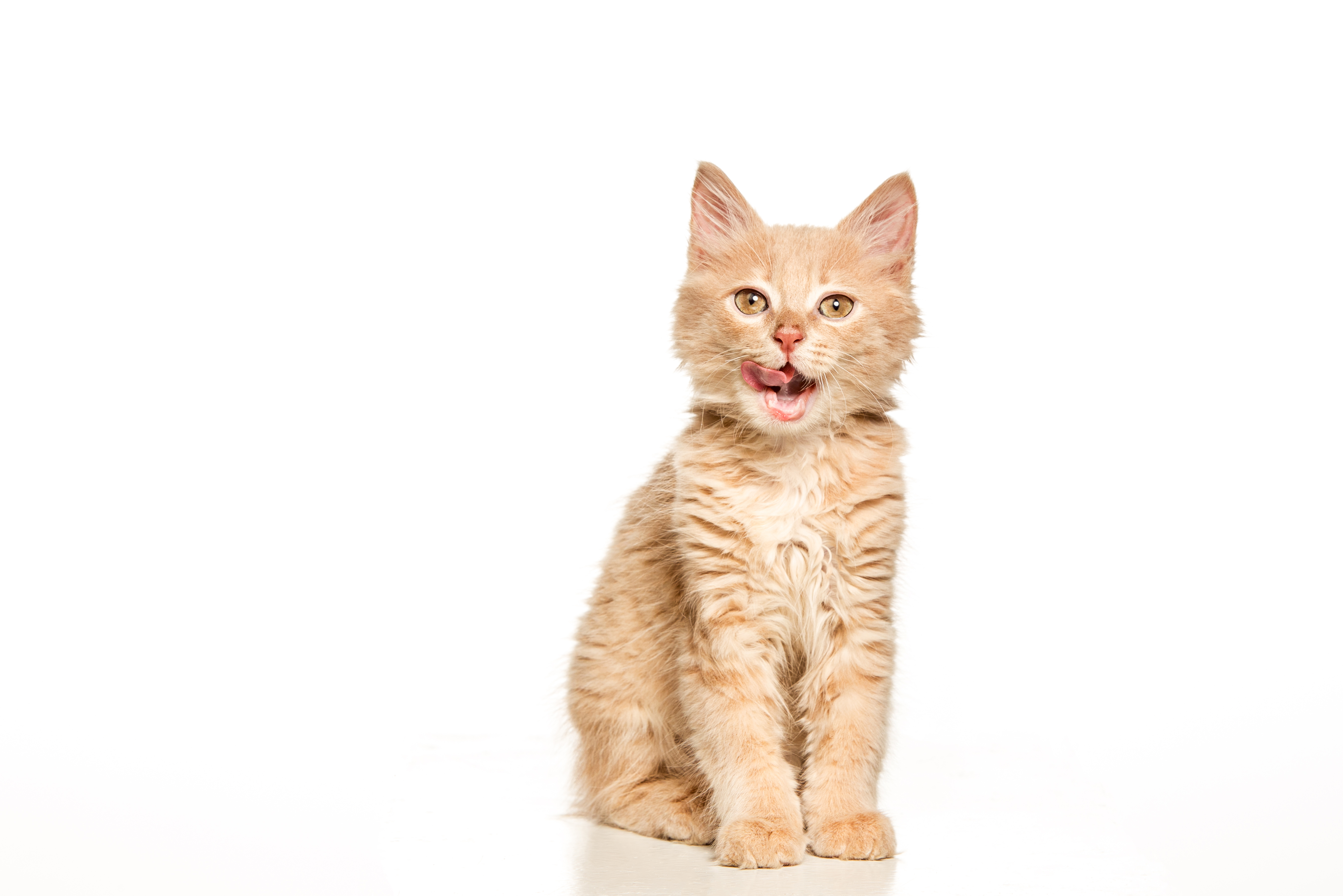 /arquivos/images/the-cat-on-white-background.jpg